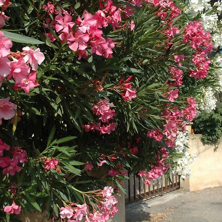 Apartamento La Vigne Et L'Olivier Villeneuve-lès-Avignon Exterior foto